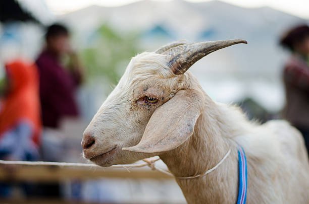 Jazeeri Goat